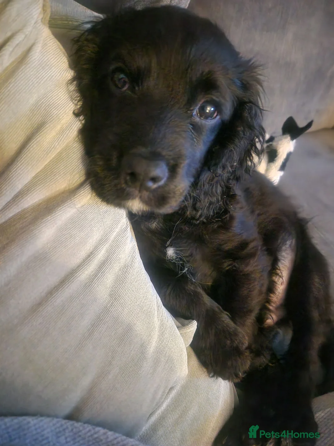 Mixed Breed dogs for sale: 6 month old male cavapoo - Advert 14