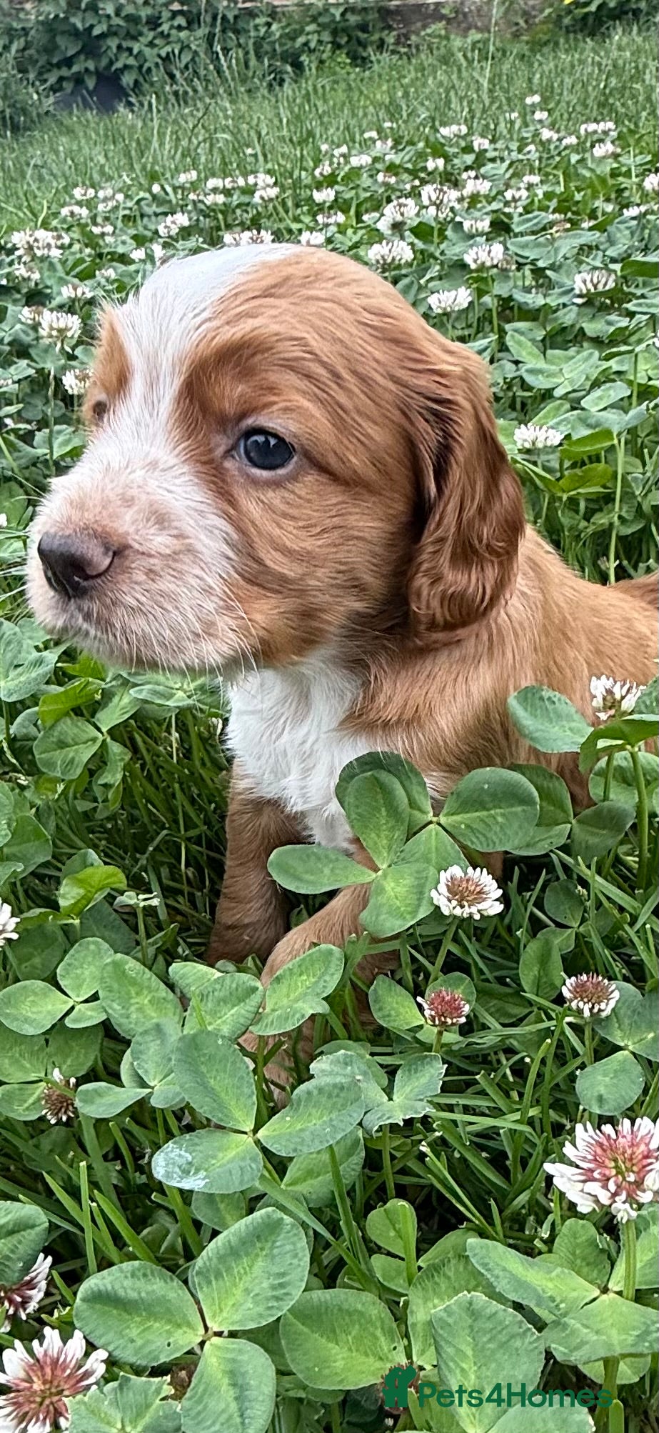 Cocker Spaniel dogs KC Registered Cocker Spaniel Puppies - Advert 2