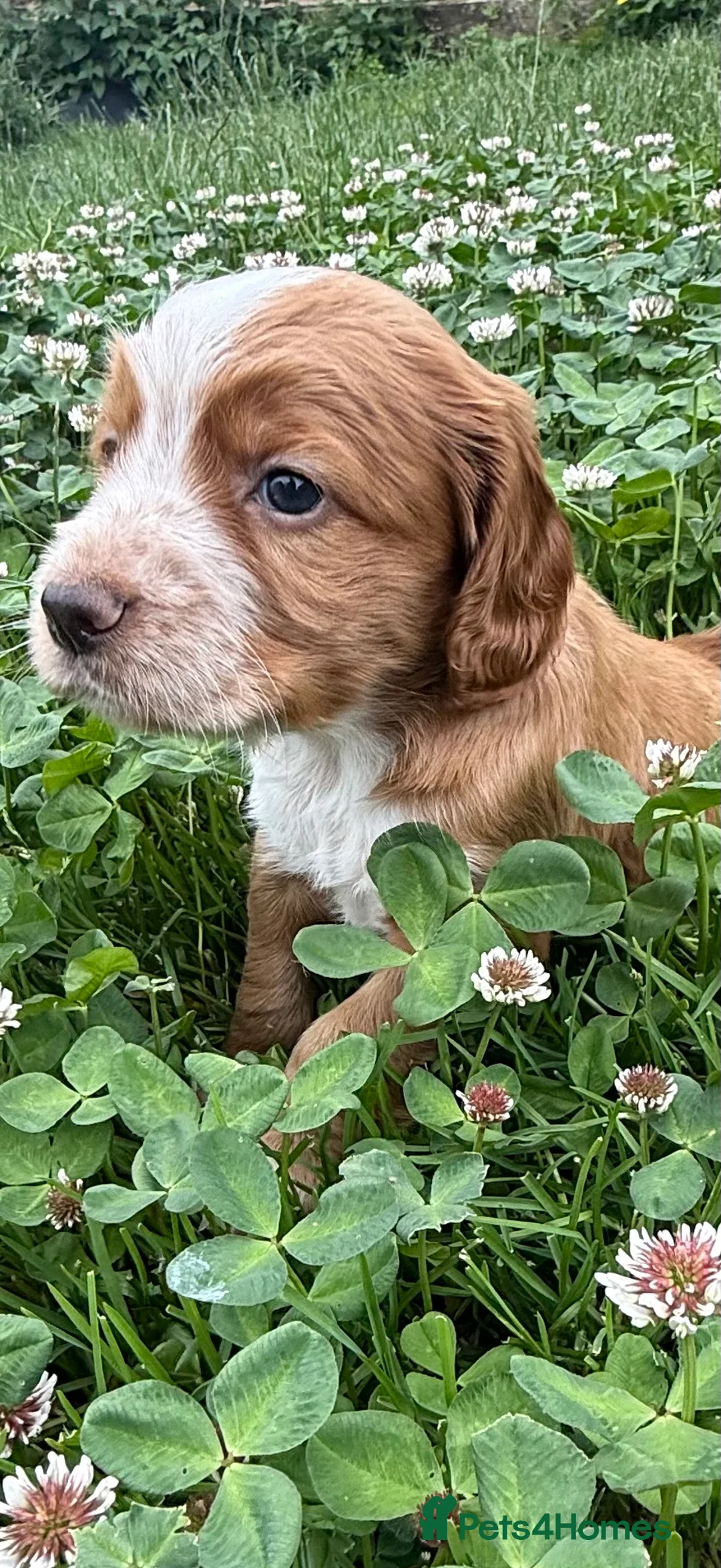 Cocker Spaniel dogs for sale: KC Registered Cocker Spaniel Puppies - Advert 2