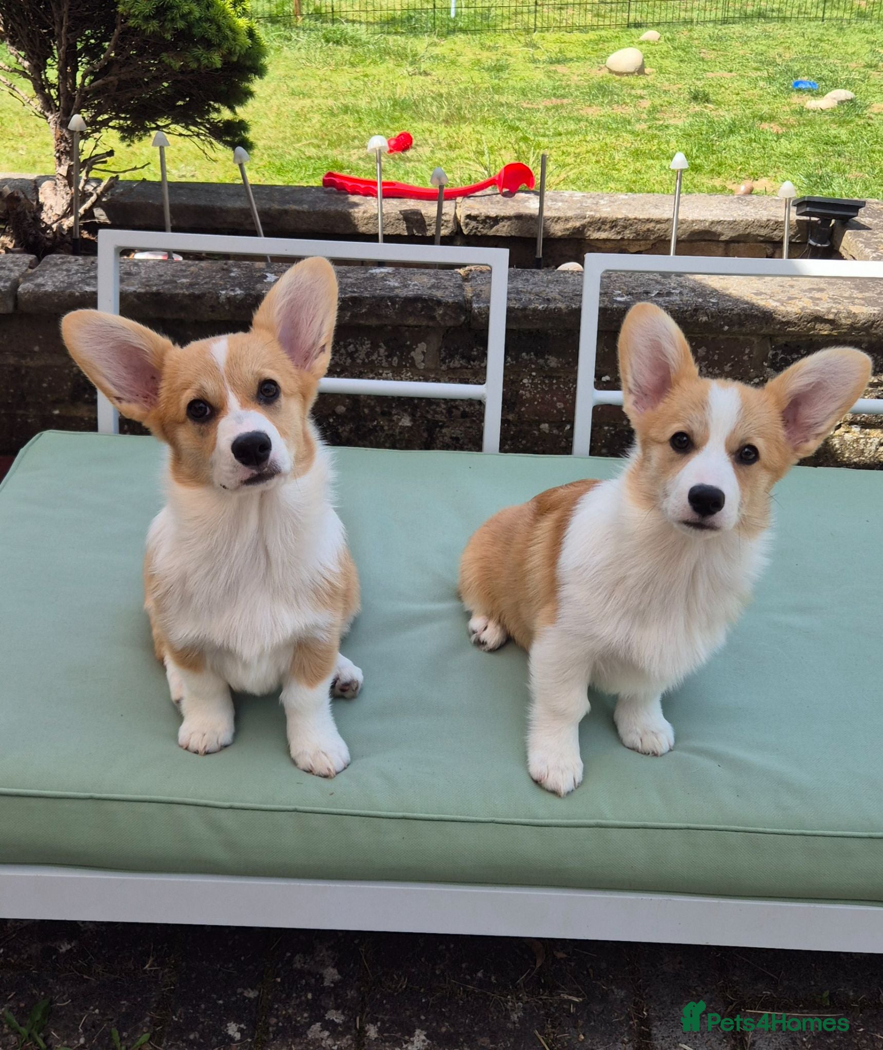 Welsh Corgi Pembroke dogs Ready now! RKC Welsh Corgi Pembroke puppies - Advert 1