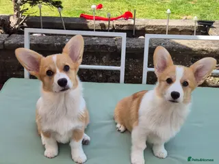 Welsh Corgi Pembroke dogs Ready now! RKC Welsh Corgi Pembroke puppies - Advert 1