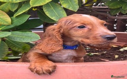 Cocker Spaniel dogs for sale: Working cocker spaniels  - Image 23