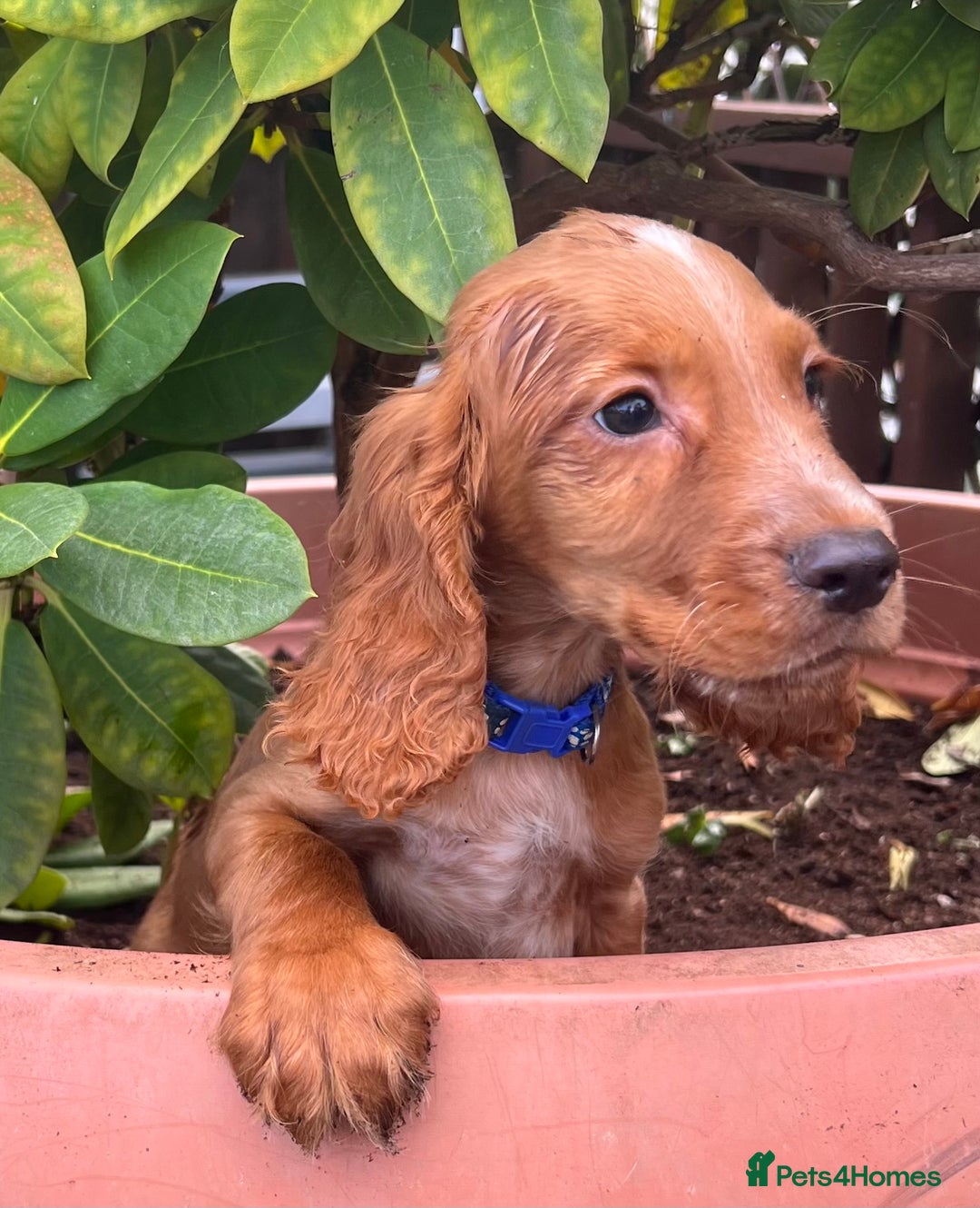 Cocker Spaniel dogs for sale: Working cocker spaniels  - Image 23