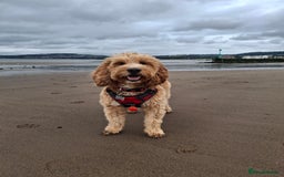 Cockapoo dogs for stud: Stud Available - Handsome F2 Cockapoo called Teddy - Image 2