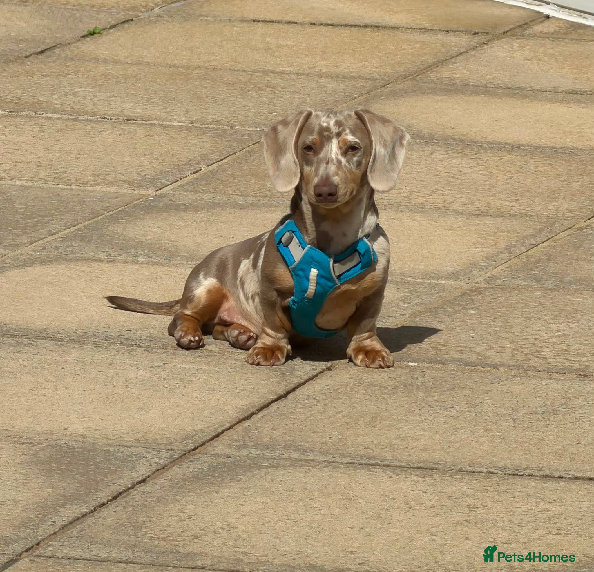 Miniature Dachshund dogs Isabella Dapple Dachshund  - Advert 1