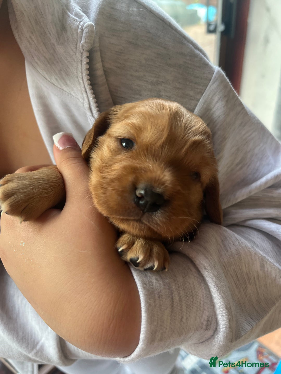 Cockapoo dogs for sale: Cockapoo X Coker spaniel  - Image 6