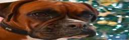 Boxer dogs for sale: KC registered red bob tail boy boxer in Barry - Advert 6