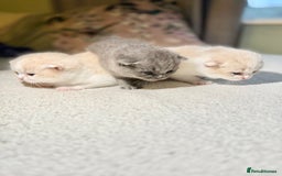 British Shorthair cats for sale: Handsome British Shorthair Kittens  - Image 2