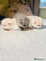 British Shorthair cats Handsome British Shorthair Kittens - Advert 2