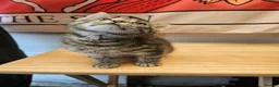 Mixed Breed cats for sale: KITTENS FOR SALE READY TO LEAVE NOW - Advert 5