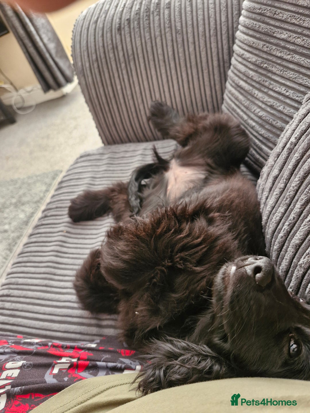 Cocker Spaniel dogs for sale: Cocker Spaniel  - Advert 5