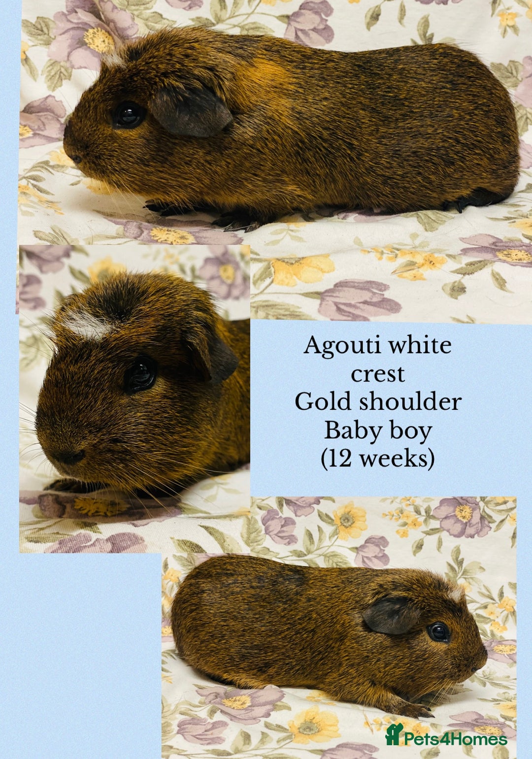 Guinea Pig rodents for sale: Pretty mix of baby boy Guineapigs ready now  - Advert 5