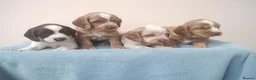 Cocker Spaniel dogs for sale: Cocker Spaniel Puppies Top Quality - Advert 16
