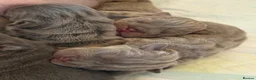 English Bulldog dogs for sale: KC English bulldog puppies  in Aberdeen - Advert 5