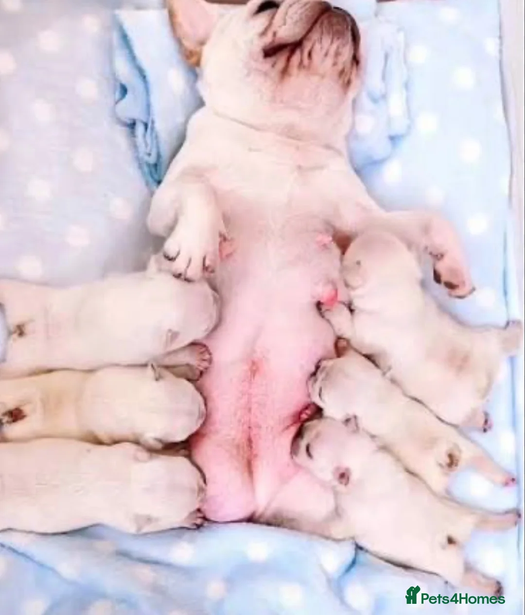 French Bulldog dogs for sale: Full pink husky  **  carrying curly boy in Basildon - Advert 3