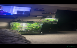 Gecko reptiles for sale: breeding pair tokay geckos + viv - Image 1