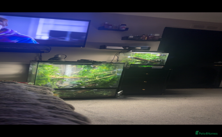Gecko reptiles - Advert 2