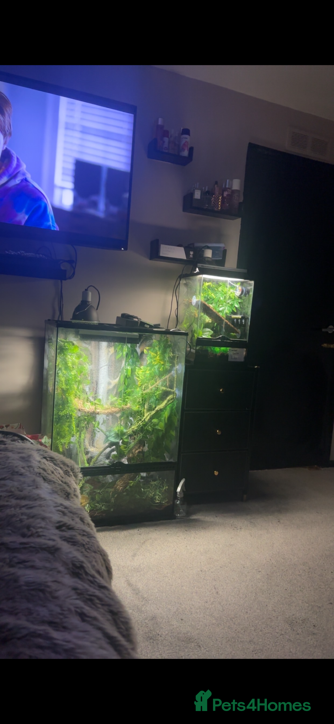 Gecko reptiles for sale: breeding pair tokay geckos + viv - Image 1