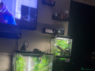 Gecko reptiles - Advert 12