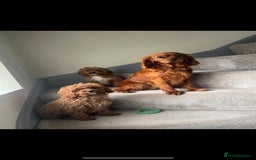 Cavapoo dogs for sale: Beautiful cavapoo puppies  - Image 2