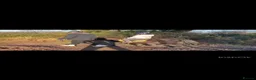 Shetland pony horses for sale: Perfect Shetland Pony - Advert 7