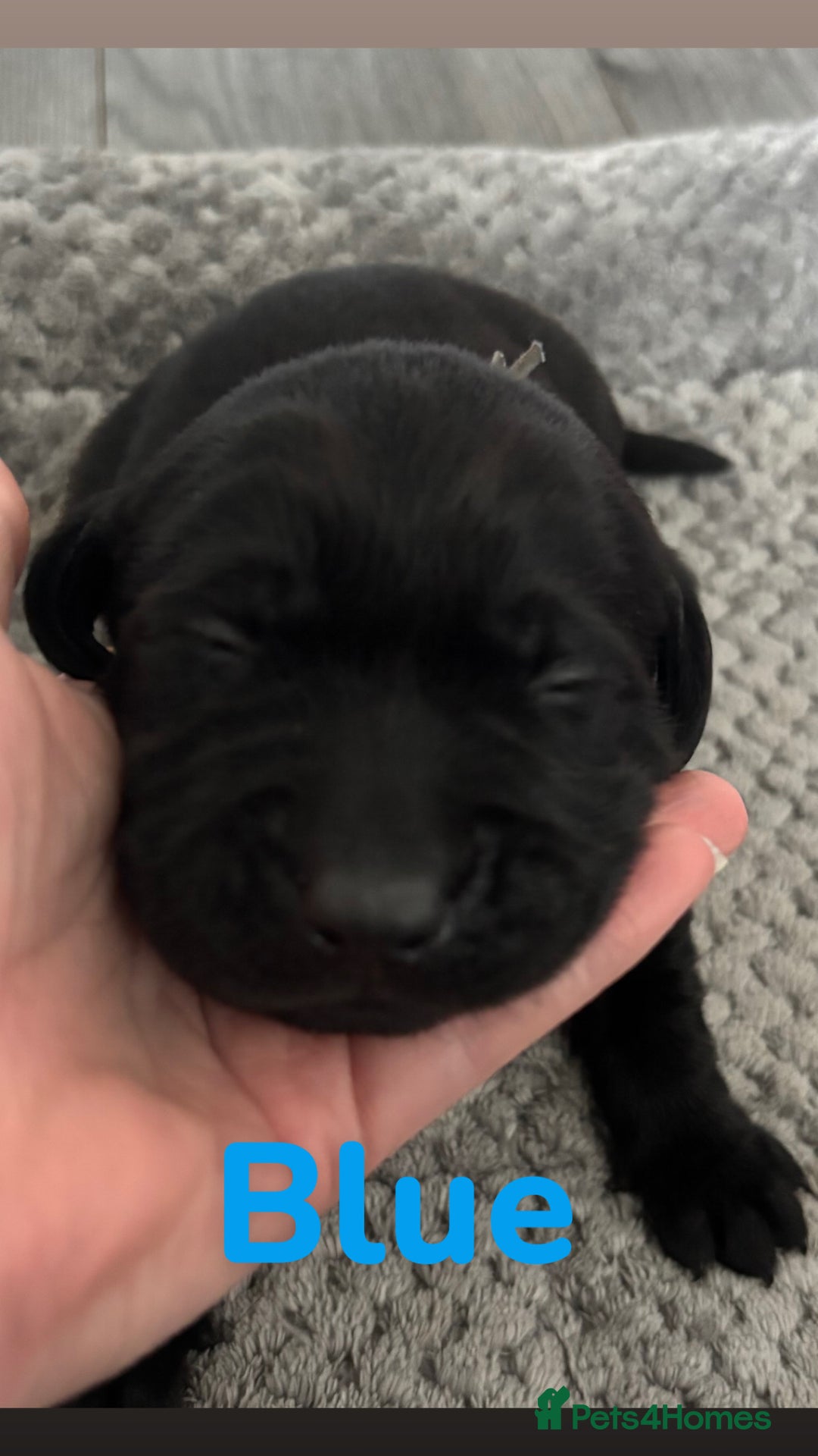 Labrador Retriever dogs for sale: 1 beautiful kc lab - Advert 22