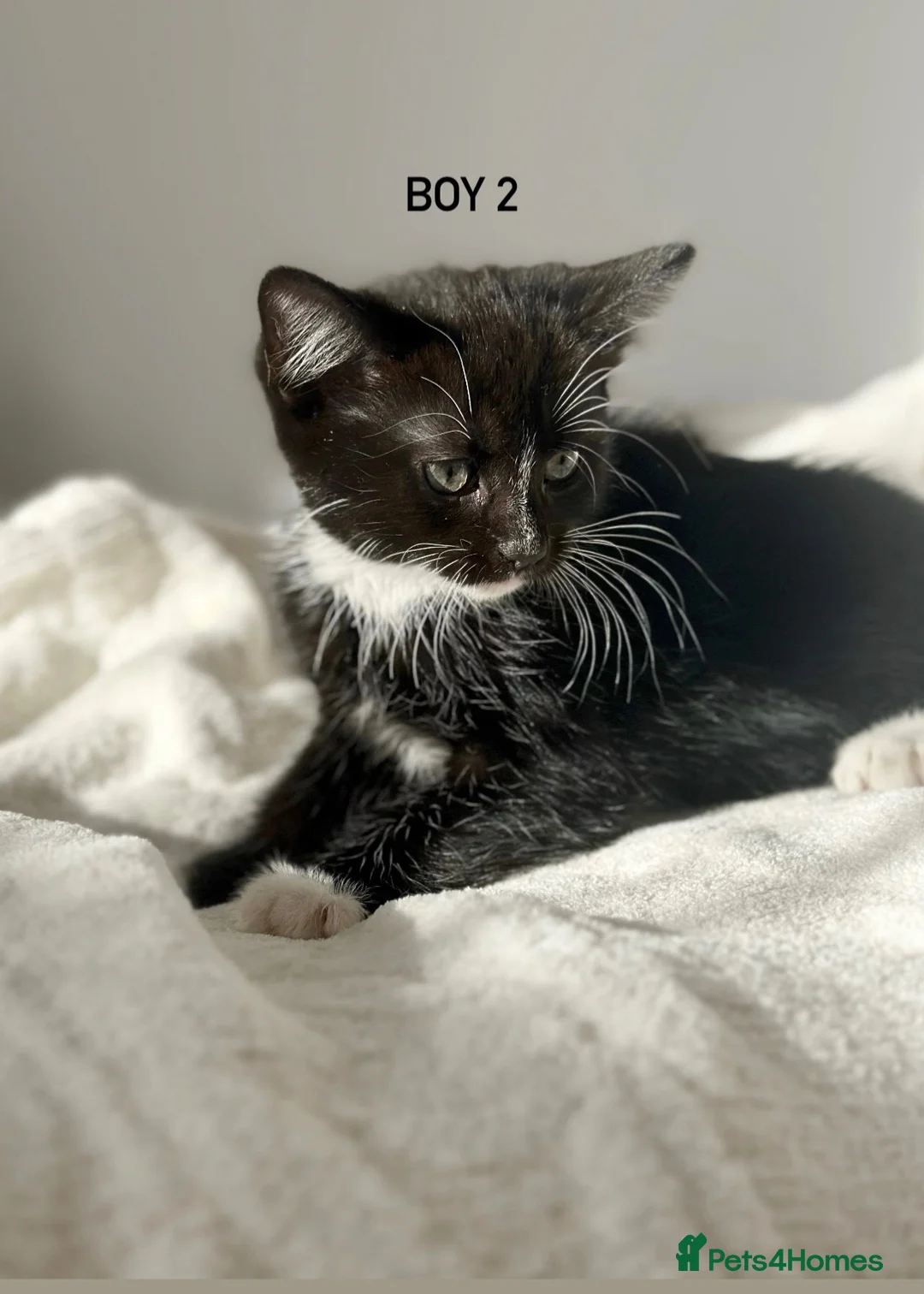 Mixed Breed cats for sale: BLACK & WHITE KITTENS - Ready for collection now! - Advert 2