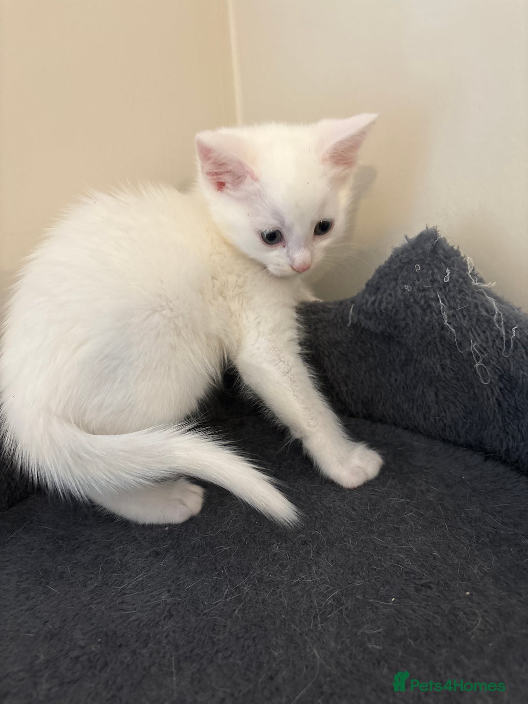 Domestic Shorthair cats for sale: Kittens looking for forever home.  - Image 30