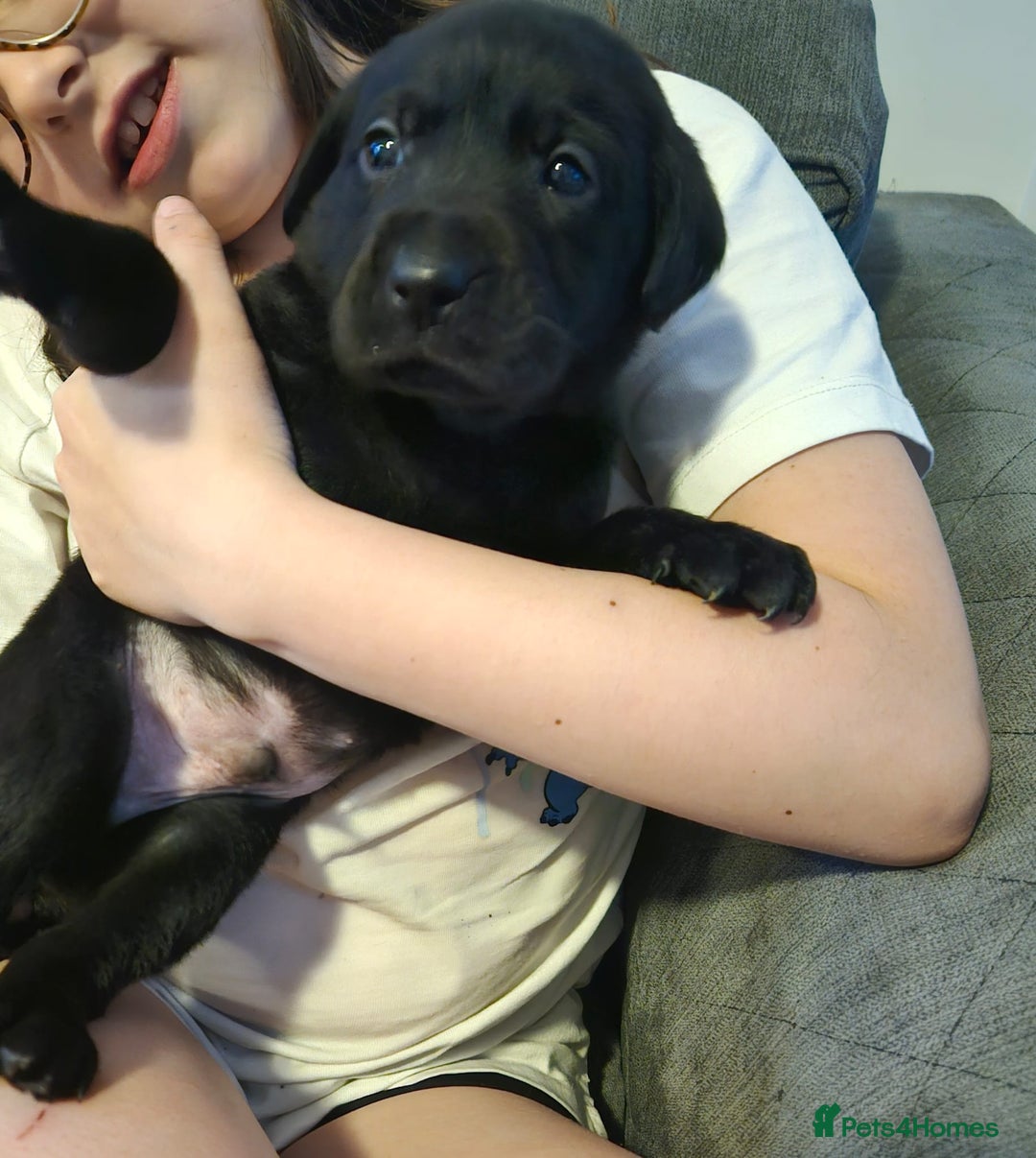 Labrador Retriever dogs for sale: Chunky Family Labrador Puppies  - Image 3