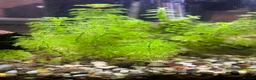 Shrimps fish for sale: Cherry Shrimp for sale  - Advert 3
