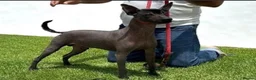 Mexican Hairless dogs for sale: NEW intermediate size. - Advert 2