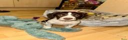 Sprocker dogs for sale: Beautiful Sprocker Girl - Advert 2
