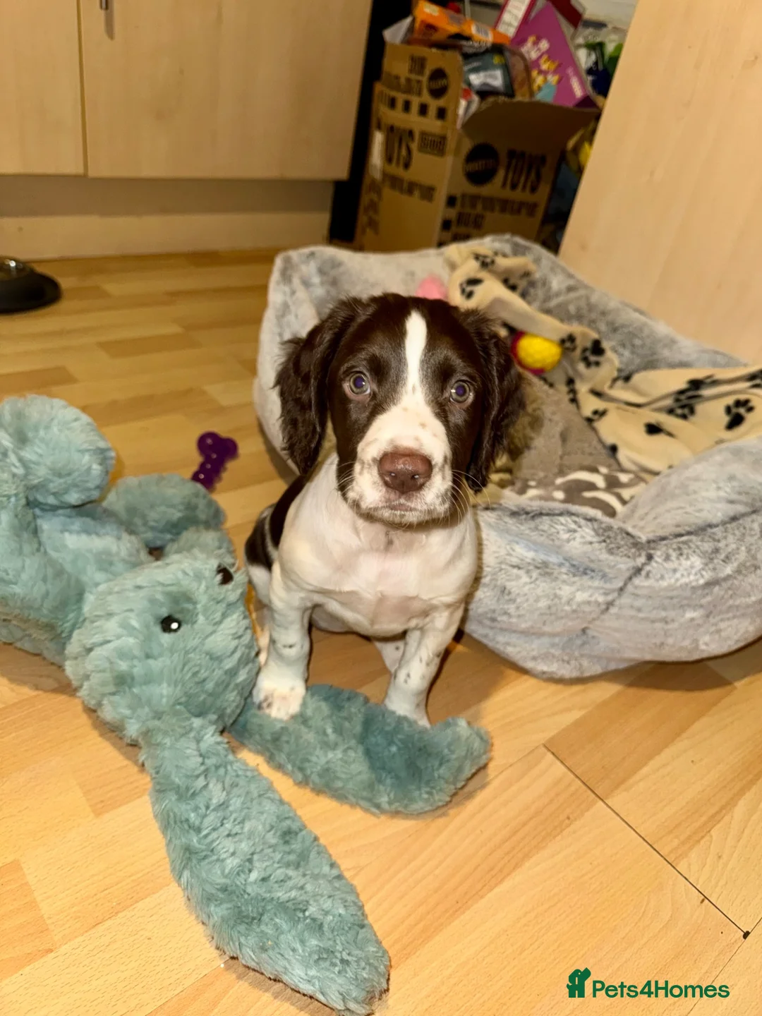 Sprocker dogs for sale: Beautiful Sprocker Girl - Advert 2