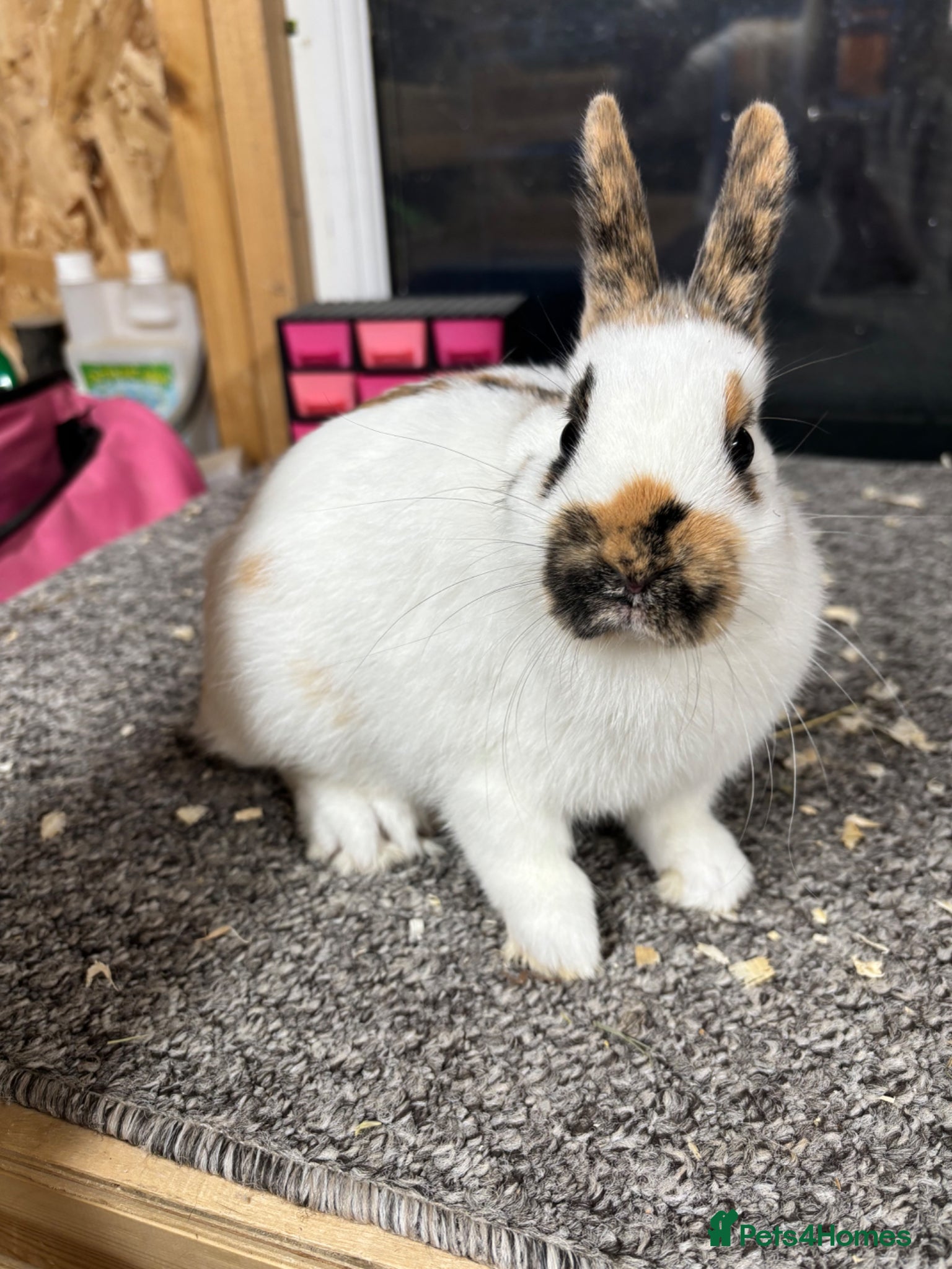 Giant Papillon rabbits Miniature pappillion babies vaccinated show lines  - Advert 1