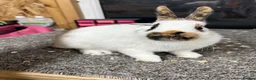 Giant Papillon rabbits for sale: Miniature pappillion babies vaccinated show lines  - Advert 1