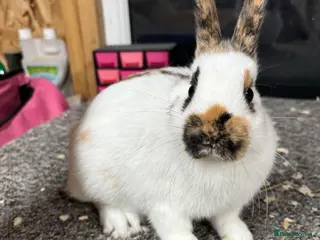 Giant Papillon rabbits Miniature pappillion babies vaccinated show lines - Advert 2