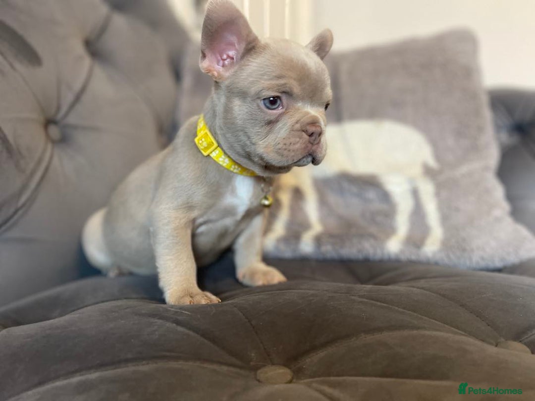 French Bulldog dogs for sale: LAST Girl KC  French Buldog in Crewe - Image 4