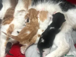 Mixed Breed cats 5 Beautiful kittens for sale - Advert 9