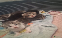 Mixed Breed cats for sale: Mixed Bengal Kittens  - Image 3