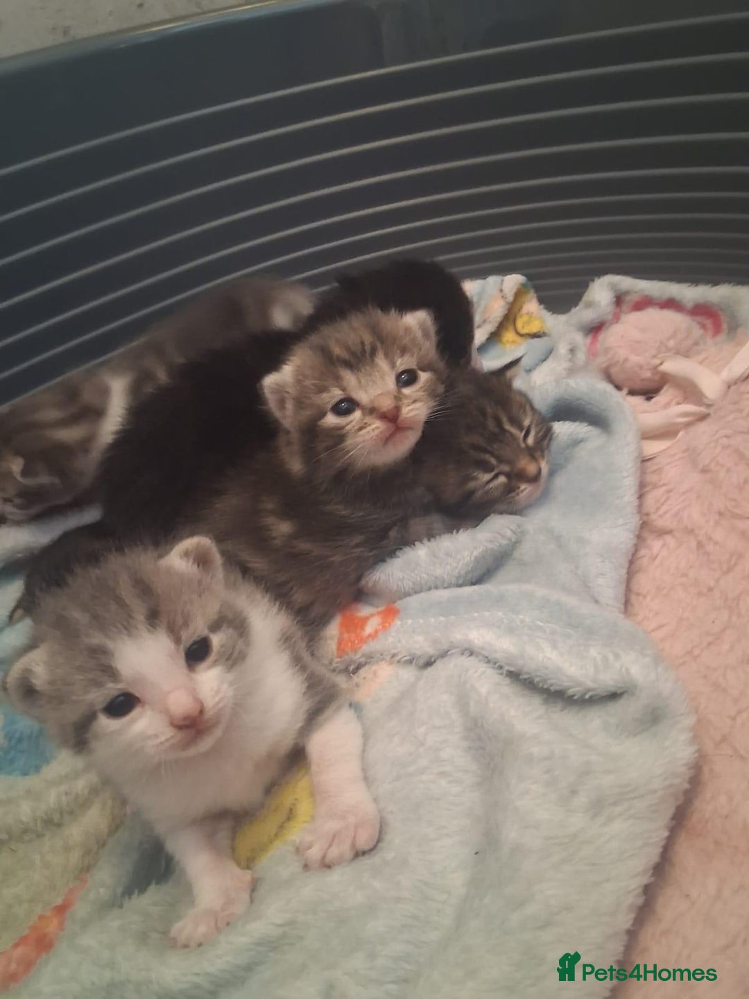 Mixed Breed cats for sale: Mixed Bengal Kittens  - Image 3