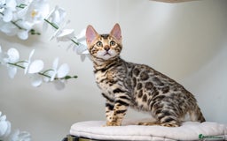Bengal cats for sale: Top quality Bengal Girl- TICA reg.- AVAILABLE NOW - Advert 28