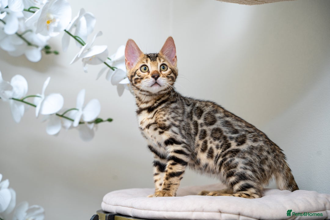 Bengal cats for sale: Top quality Bengal Girl- TICA reg.- AVAILABLE NOW - Advert 28