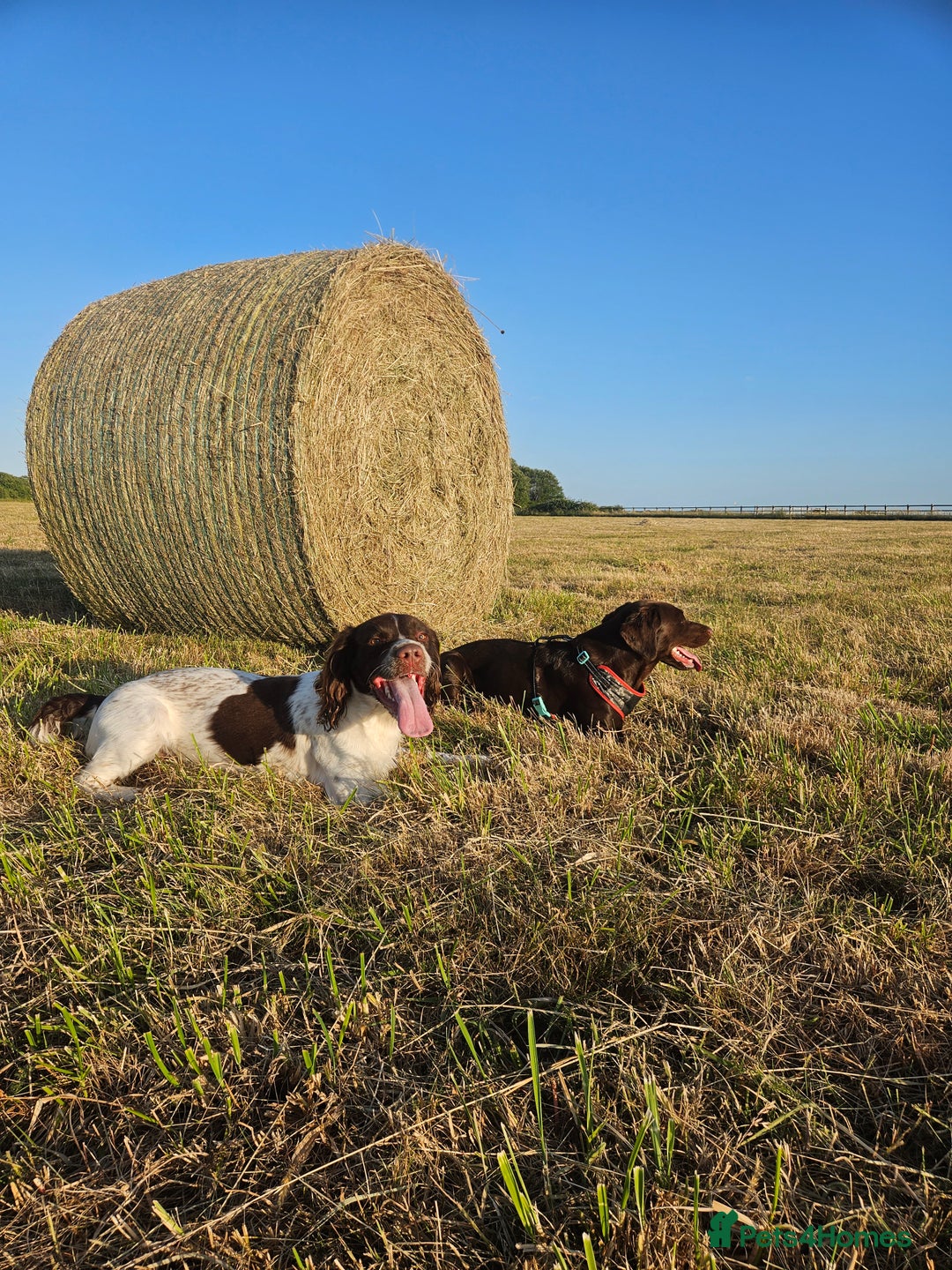 Springador dogs for sale: Two springador puppies - Image 22