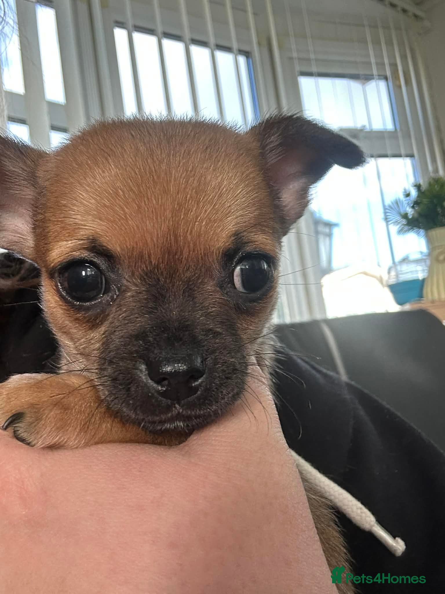 Chihuahua dogs Chihuahua pups - Advert 18