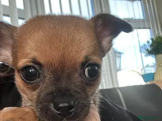 Chihuahua dogs Chihuahua pups - Advert 18