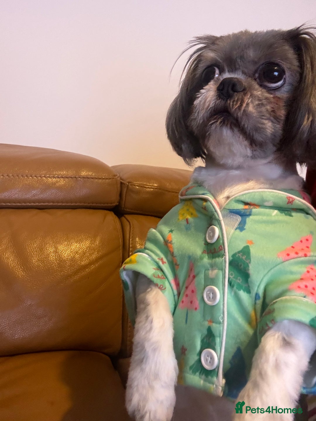 Shih Tzu dogs for sale: Molly - Image 4