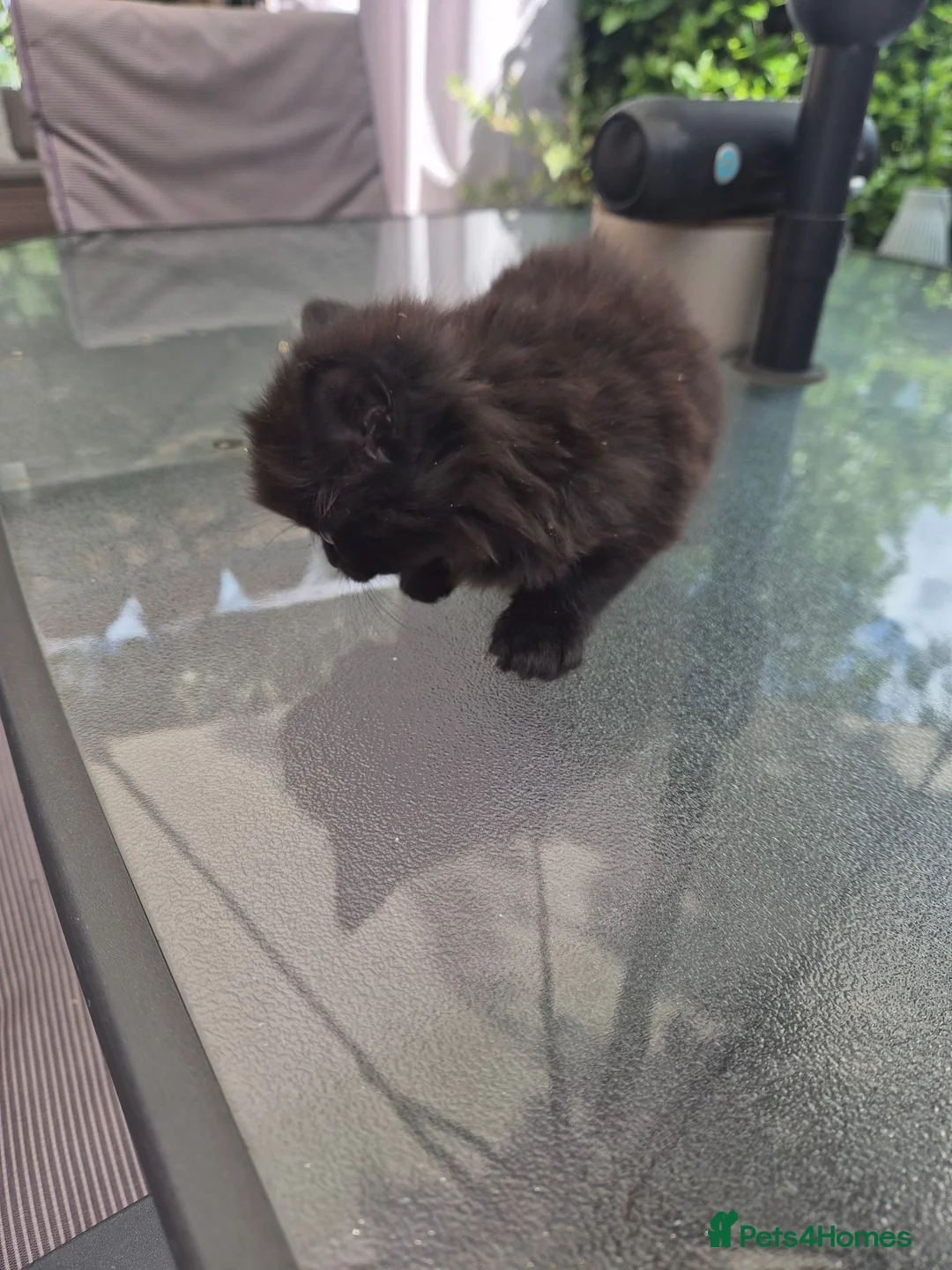 Mixed Breed cats for sale: Country kittens - Advert 10
