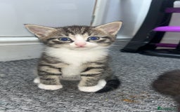 Mixed Breed cats for sale: kittens ready for reservation  - Image 17
