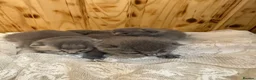 British Shorthair cats for sale: Cute British Shorthair Kittens open for reserve - Advert 9