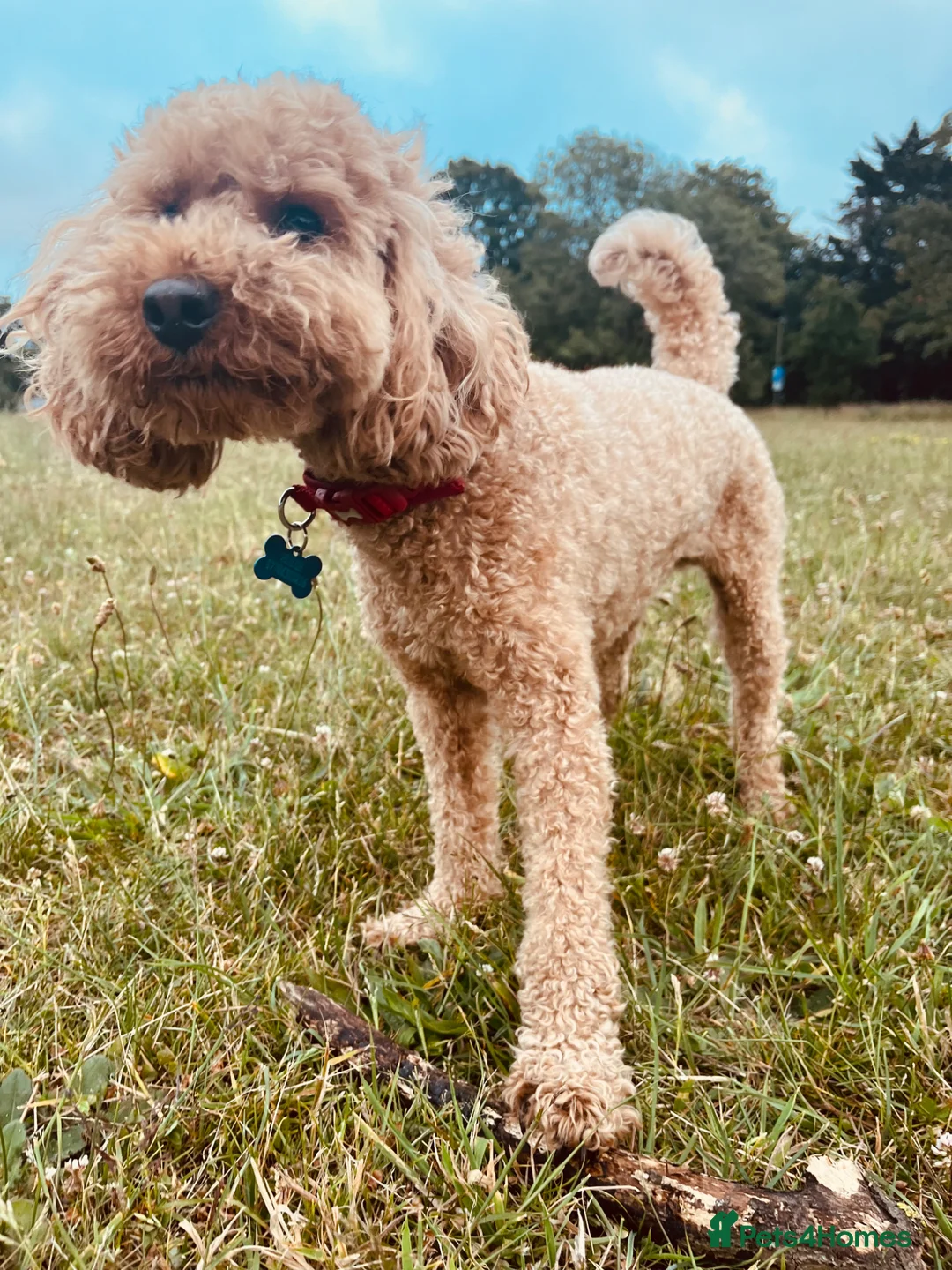 Cockapoo dogs for sale: Cockapoo for rehome in Southampton - Advert 15